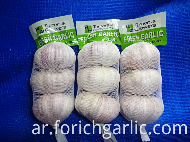 Normal White Garlic